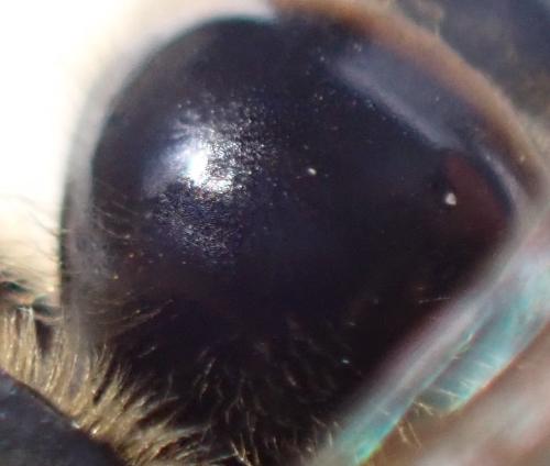 Lasioglossum nigripes